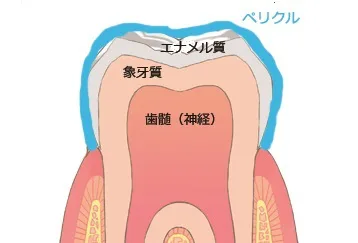 歯の断面図